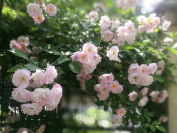 浪漫薔薇花