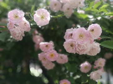 粉色的薔薇
