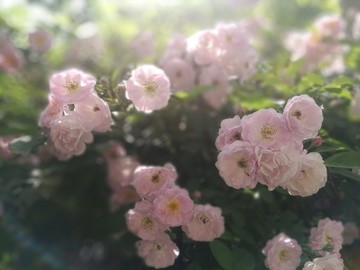 浪漫花墻