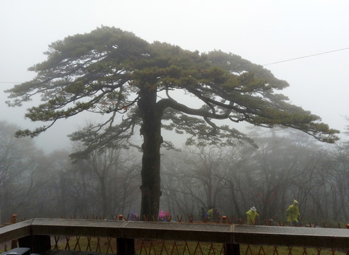 黃山黑虎松