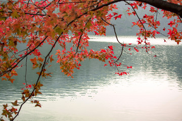 楓紅仙女湖