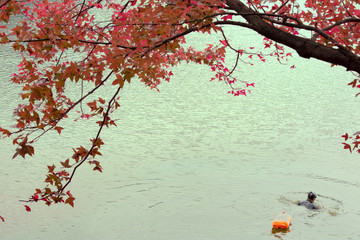 楓紅仙女湖