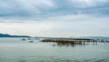 湖邊濕地