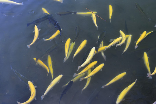 虹鱒魚養(yǎng)殖