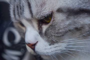 貓