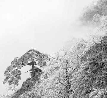 水墨黃山松