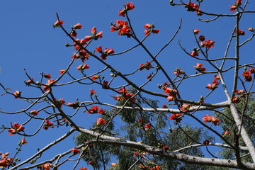 紅木棉