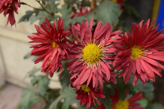 菊花紅花