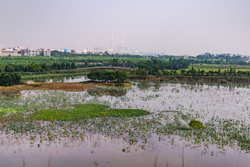 麻涌華陽(yáng)湖