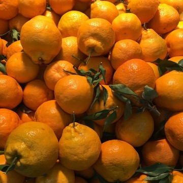 丑柑
