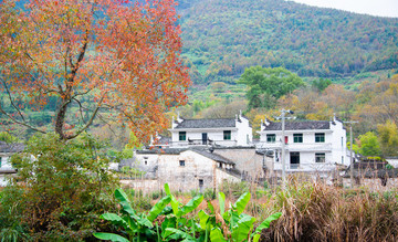 金庸祖籍婺源鳳山鄉(xiāng)