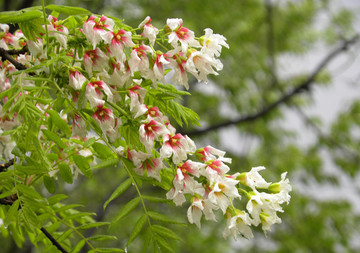 文冠果花