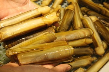蟶子王