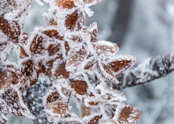 雪裹樹葉