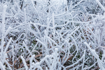 大雪樹枝