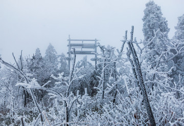 大雪壓彎樹枝