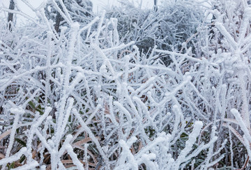 大雪樹枝