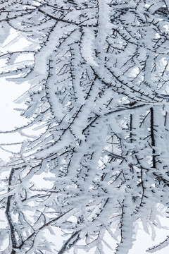 積雪樹枝