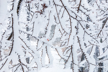 積雪