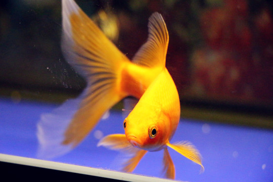 錦鯉魚