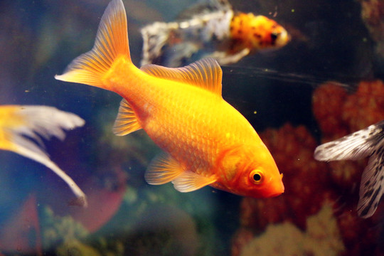 錦鯉魚