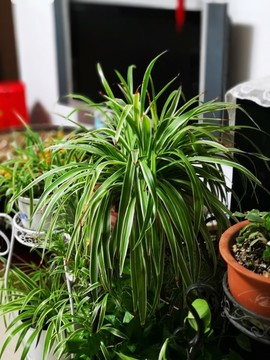 蘭花