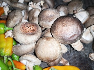 香菇