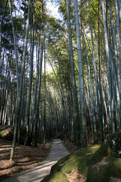 雷山風(fēng)景區(qū)