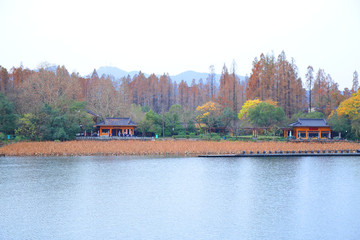 西湖曲院風(fēng)荷