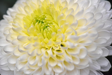 乒乓菊