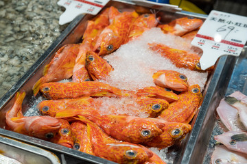 小紅斑魚