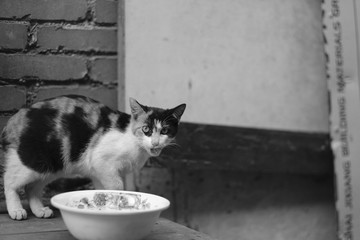 貓