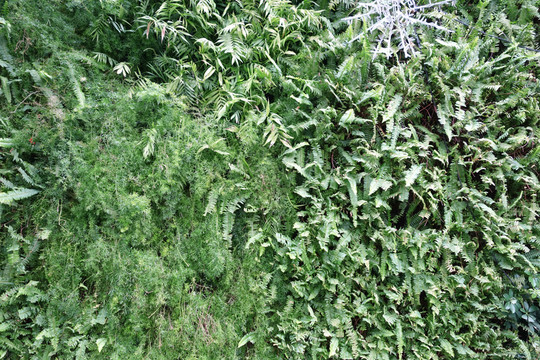 綠植墻
