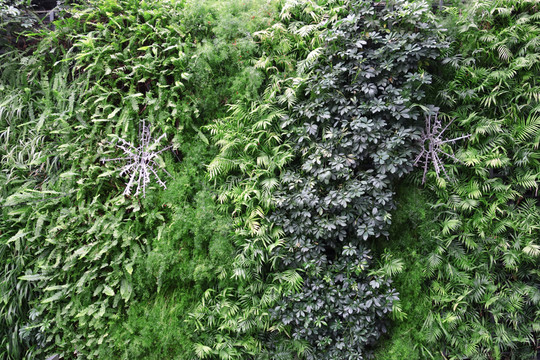 綠植墻