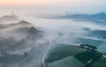 茶山風光