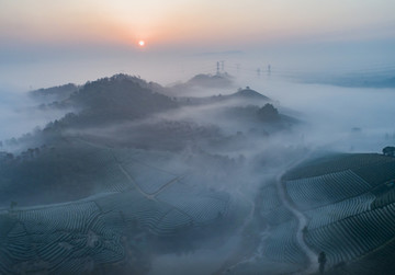茶園風(fēng)光