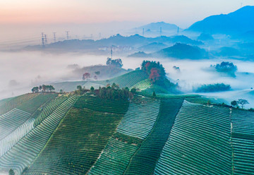 茶園風(fēng)光