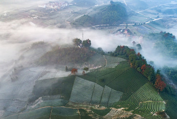 茶園風(fēng)光