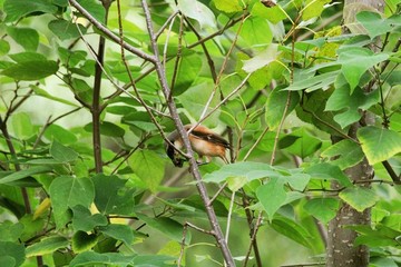 棕背伯勞覓食鳥野生動(dòng)物