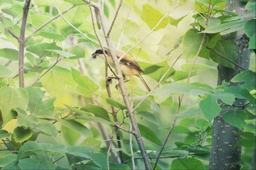棕背伯勞覓食鳥野生動物