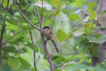 棕背伯勞覓食鳥(niǎo)野生動(dòng)物