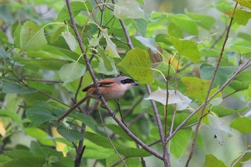 棕背伯勞覓食鳥野生動(dòng)物