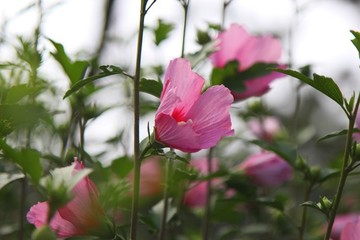 木槿木棉荊條喇叭花朝開暮落花