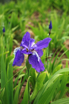 鳶尾花