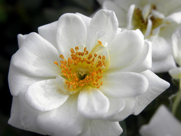 月季花