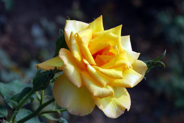 月季花