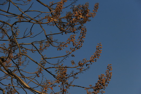 梧桐花樹枝