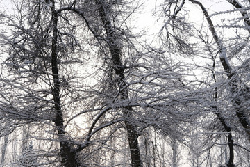雪林