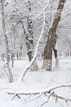 冬雪