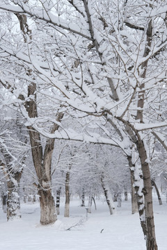冬雪